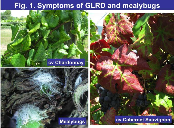 FY2012 Final report to the Virginia Wine Board Documentation of Grapevine leafroll-associated viruses and other major grape viruses in wine grape varieties and native grape species in Virginia, and
