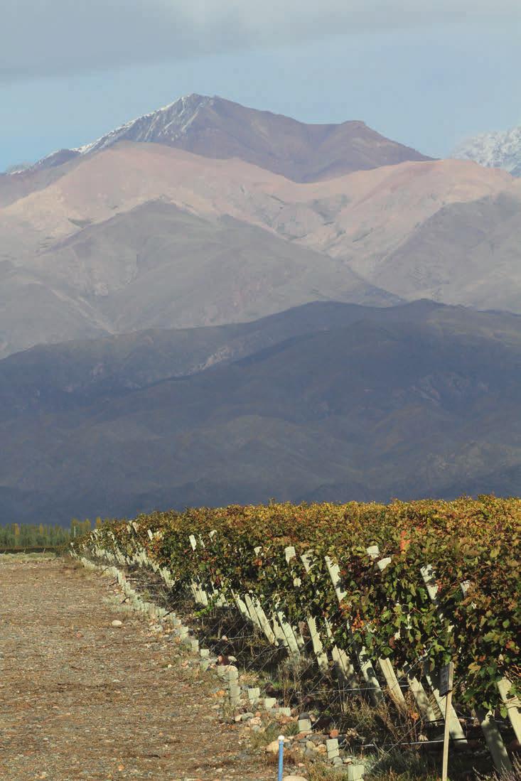 MENDOZA 2015 HARVEST 2015 Another cool vintage GRE AT MALBECS FROM EX CEP T I ONAL T ERROIRS We can define the 2015 harvest as being a very challenging one, where the mission was to rely only on the