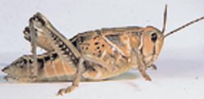 A sixth species is not as damaging. It is the: ubber grasshopper, Brachystola magna The lubber grasshopper prefers weedy areas but can be a problem in crops also, especially cotton.