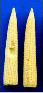 cobs of baby corn (not