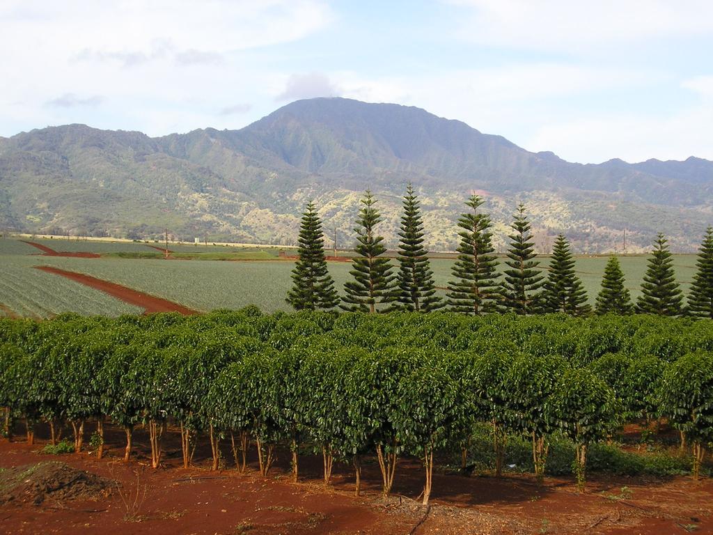 Island f Oahu Waialua Estate Cﬀee Dle 2013/14 Yield/Acreage: 100+ acres harvested ut f 160 acres (Typica variety) <280,000 lbs. cherry <55,000 lbs.