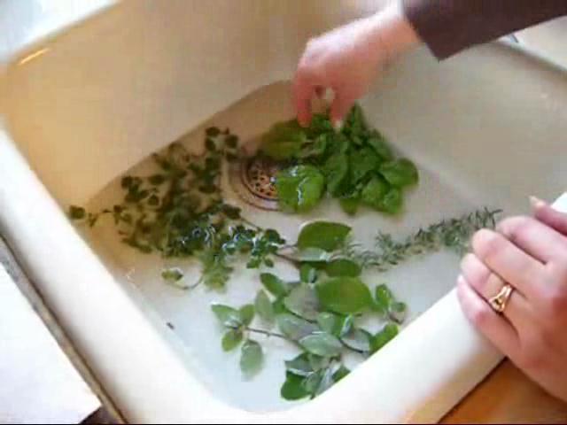 Rinse all the herbs you have collected with cool water as the cool water will help to