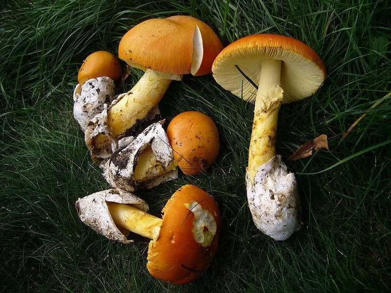 Poisonous mushrooms are brightly colored While the fly agaric, usually bright-red to orange or yellow, is narcotic and