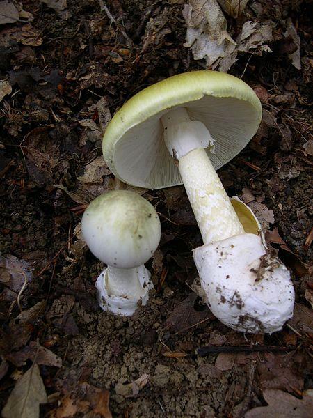 Insects/animals will avoid toxic mushrooms.