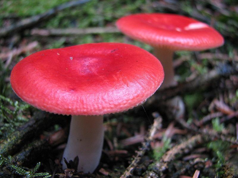 Poisonous mushrooms will turn rice red when boiled A number of Laotian refugees were hospitalized after eating mushrooms (probably