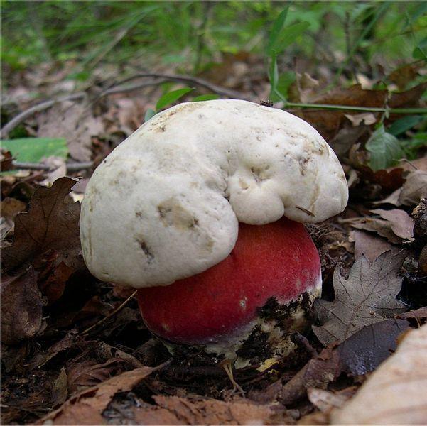 Boletes are, in general, safe to eat.
