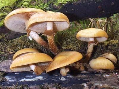 Mushrooms growing on wood are safe.