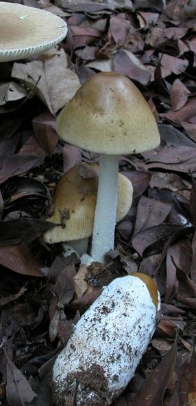 Amanita phalloides - mortality rate very high - after 12 14 hrs the toxins reach liver, heart, lungs and