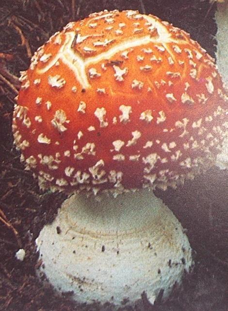 Toxic forms in Basidiomycetes Muscarine - contains steroeisomers, which attacks the nervous