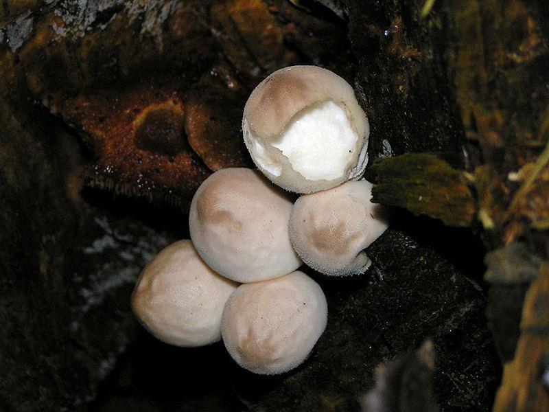 Parts of a typical mushroom Hymenium gilled - Agaricus,