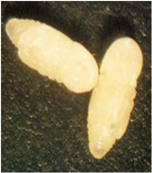 Mycetophagous larvae feed on symbiotic fungus cultivated in the galleries by the