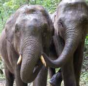Following our very successful walk HOME in 2015, we have been able to provide our elephants with the freedom to wander freely deep in the forests surrounding the village