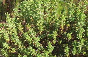 ground. Soil preference: Small leaved bluebush grows on a. wide variety of soil types.
