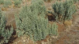 Old man saltbush (Atriplex nummularia) Plant description: Large woody shrub that can grow to 3m in height and diameter but