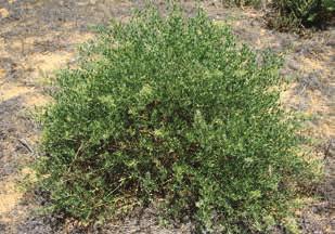 Rhagodia, Mallee saltbush (Rhagodia preissii) Plant description: It is a compact green shrub which can grow to 1.