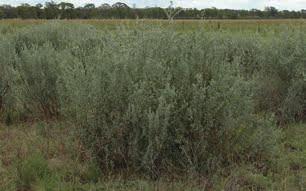 River Murray saltbush, silver saltbush (Atriplex rhagodioides) Plant description: A large grey shrub