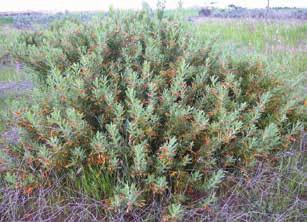 Tar bush (Eremophila glabra) Plant description: Tar bush is highly variable in morphology ranging from a low ground cover to a more erect shrub up to 2 m high.