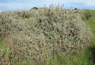 Thorny saltbush (Rhagodia spinescens) Plant description: A medium