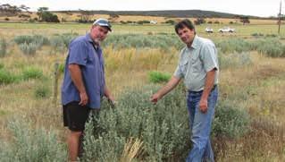 Case study. Scott Williams, Cowell, SA Continuing.dry.years.and.increasing.problems.with. non-productive.areas.of.land,.commonly.called. magnesia. patches,.encouraged.cowell.farmer.scott.williams.to.