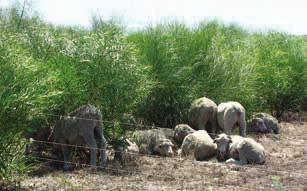 Livestock seek out the shade forage shrubs can provide Shade and shelter Forage shrubs can provide shade and shelter an easily forgotten management tool which impacts on the efficiency of animal