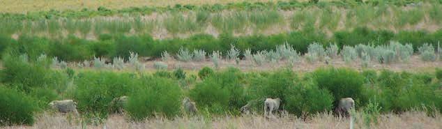 Shrub species can bring different nutritional attributes to the diet than annual grasses and legumes. This reiterates the complementarities between shrubs and the companion pasture.