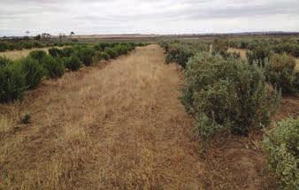 5. Designing a shrub-based system practical considerations A shrub-based grazing system is comprised of shrubs with a pasture understorey of grasses and/or legumes.