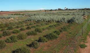 Design and layout of shrub systems must be carefully considered Generally shrubs can be planted in blocks, alleys or as isolated belts on the edges of paddocks.