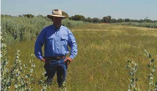 Case study. Bruce Maynard, Narromine, NSW Bruce.Maynard,.who.farms.near.Narromine.in.NSW.has. been.planting.forage.shrubs.for.over.25.years..originally. he.planted.forage.shrubs.on.his.property.to.