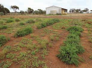 Ruby saltbush which has been direct seeded Forage shrubs can also be established by direct seeding, but success depends on the species and a raft of factors that are not yet fully understood.