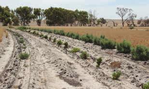 3) Weed and pest control Forage shrub seedlings are much slower growing than annual grass and broadleaf species and so can be outcompeted easily.