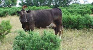 7. Getting the best from shrub-based systems grazing management Forage shrubs can provide an important component of the diet of livestock, especially when other sources of abundant, nutritious feed