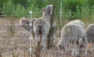 Best results occur when animals quickly incorporate the forage shrubs into their daily selection, in combination with other feed sources whether that be inter-row or understory pastures, pasture or
