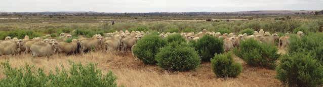 High stock density is a management strategy which can be used to minimise selective grazing particularly important with livestock unaccustomed to the forage on offer Fortunately, these problems