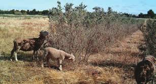 With plenty of feed on offer, animals did not often breach the electric fence. A third way is to place animals into a shrub-based paddock for a short period (e.g.