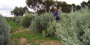Case study. Brian Teakle, Karoonda, SA Brian.Teakle,.Karoonda,.South.Australia.has.successfully. managed.to.implement.a.system.that.allows.for.two. grazings.per.year.with.full.shrub.recovery..he.