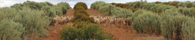8. Animal performance expectations from a shrub-based system Many grazing trials over the years and at multiple sites allow us to provide some general rules of thumb for the contribution of a