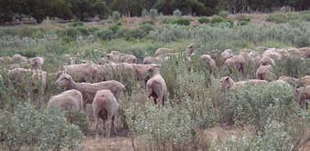 Despite the cautionary note above regarding the effect of seasonal conditions on shrub biomass, much general information has been learnt that can be helpful in developing plans for shrub-based forage