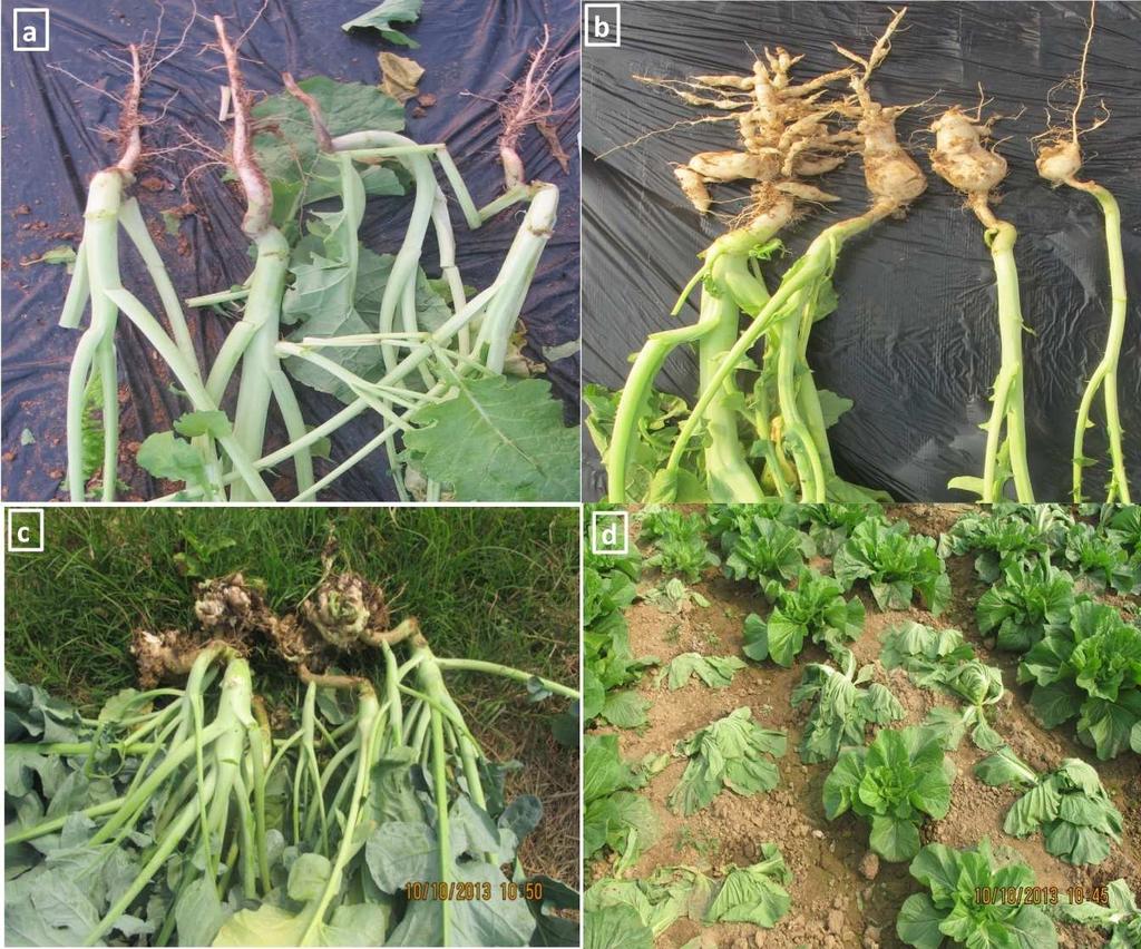 Understanding the Genetics of Clubroot Resistance for Effectively Controlling this Disease in Brassica Species http://dx.doi.org/10.5772/60936 7 Figure 2.