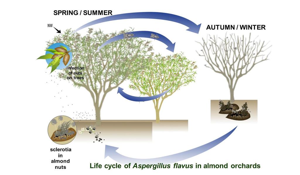 Life cycle of Aspergillus flavus in almond orchards navel orangeworm mummies conidia in the air