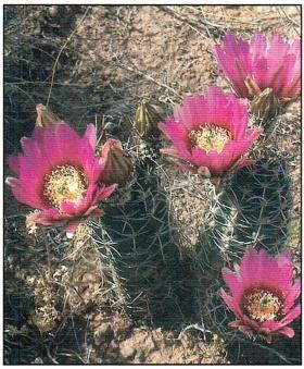 Strawberry Hedgehog Cactus Echinocereus fendleri Size 8 High x 6-8 Wide Blooms Magenta flowers in spring Water Low A low clump of three-inch-wide stems of Strawberry Hedgehog Cactus will burst into
