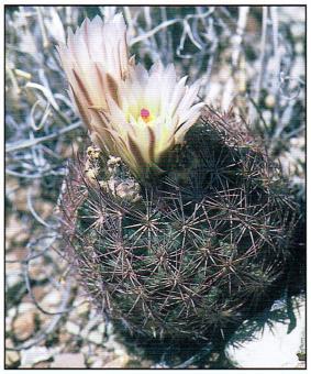 Early European explorers noted the similarity of these cacti to the spiny mammals of English hedgerows.