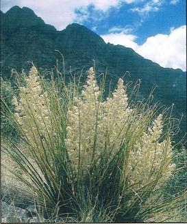 Beargrass Nolina family Nolina geenei Pollinator Sandia hairstreak butterfly Size 3 High x 3 Wide Blooms Spikes of tiny white or pastel flowers in spring Water Low Beargrass is not a true grass at
