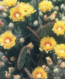 Purple Prickly Pear Opuntia macrocentra Size 2 High x 3 Wide Blooms Yellow flowers in late spring to early summer Purple Prickly Pear adds winter color to the garden when cold weather turns the pads