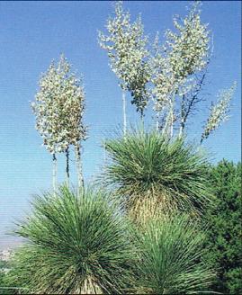 Soap Tree Yucca Agave family Yucca elata Pollinator Yucca moth, whose caterpillars also consume its seeds Size 7-20 High x 3 Wide Blooms Tall spikes of large white flowers in summer The dramatic