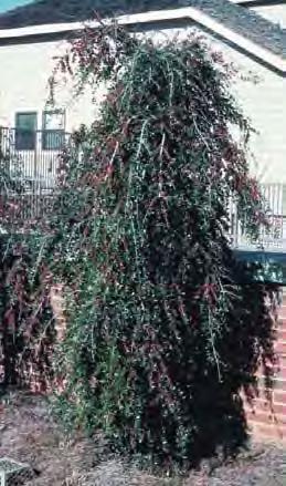 Yaupon Holly Pendula Similar to the comment made about Nana, Pendula is as an