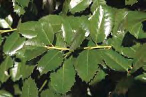 The shiny, dark green, broad, ovate leaves have a margin dotted with 12-14 evenly spaced spines.