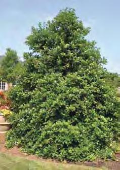 Evergreen Holly Hybrids Mary Nell Holly Ilex x Mary Nell Mary Nell is another excellent choice