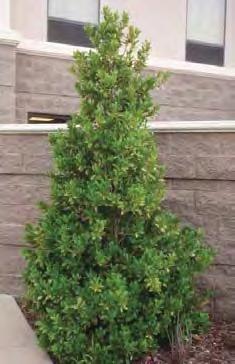 Other Evergreen Holly Hybrid Options In addition to the hollies described so far, there are many other excellent holly selections sold in Arkansas.