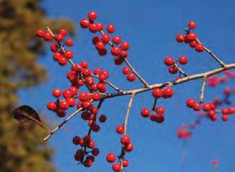 between Possumhaw and Winterberry Holly (I.