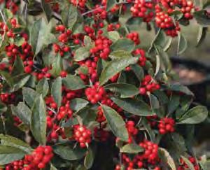Deciduous Holly Winterberry Holly Ilex verticillata The Winterberry Holly is generally smaller in size (8